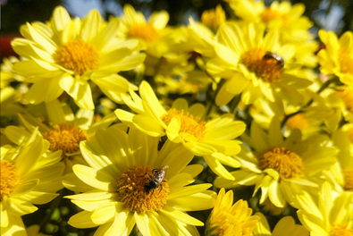 Los Mejores Perfumes Unisex para 2025: Descubre las Fragancias Más Incomparables