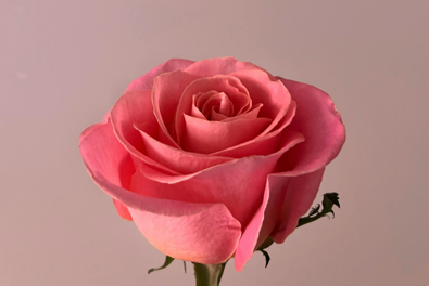 Perfumes de Autor: El mejor Regalo de San Valentín