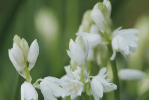 Ambientadores Mikado vs. Ambientadores Eléctricos: Ventajas y Desventajas