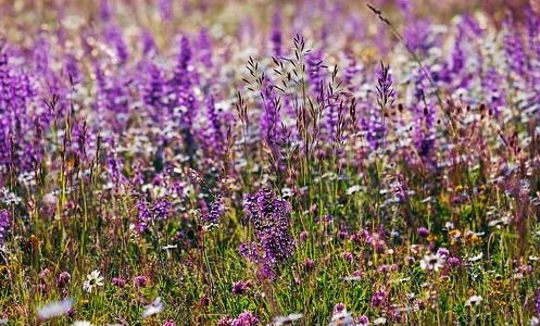 Septiembre el mes de la salvia: descubre las propiedades de la salvia