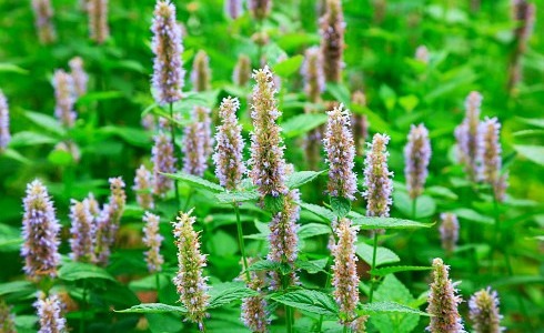 El perfume Patchouli: una fragancia que te dejará asombrado