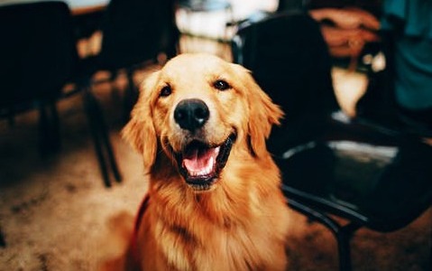 Perfumes para mascotas en el día mundial de los animales