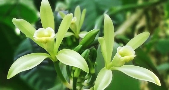 Descubre el uso de la vainilla en perfumería