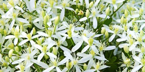 Propiedades del aceite esencial de vainilla en aromaterapia