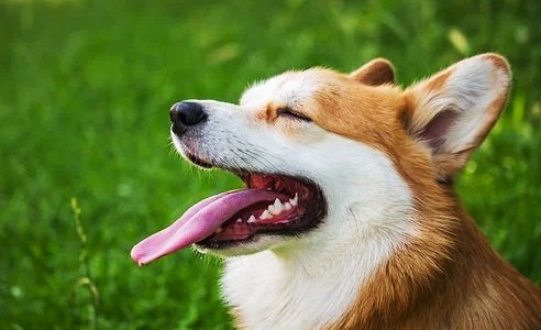 Regala un perfume a tu mascota esta Navidad