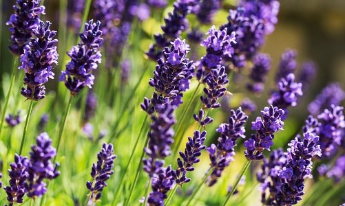 ¿Conoces las propiedades del aroma a lavanda?