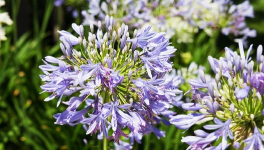 Floral and fruity perfumes, your best ally for spring