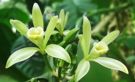 Descubre el uso de la vainilla en perfumería