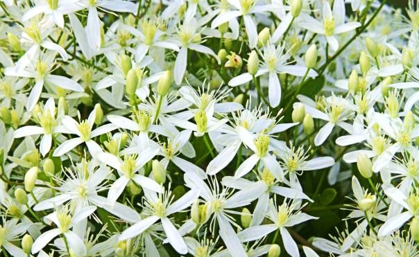 Eigenschaften von Vanillearoma in der Aromatherapie