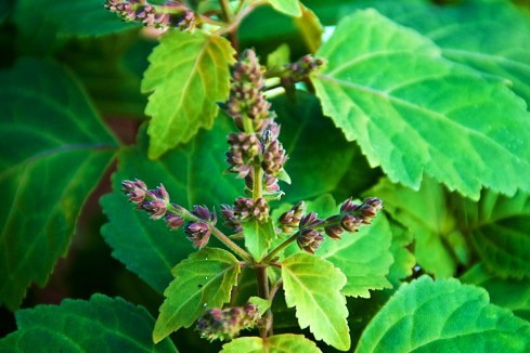Learn about some of the secrets of Patchouli perfume