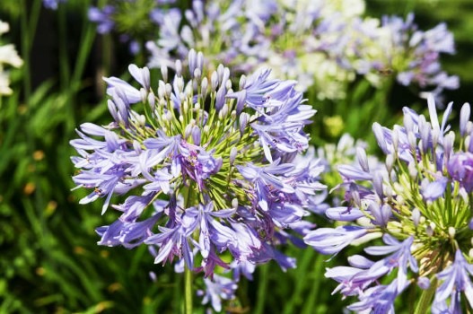Perfumes florales y frutales, tu mejor aliado para la primavera
